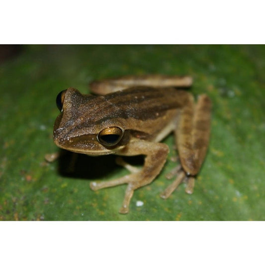 endler.ro Polypedates leucomystax