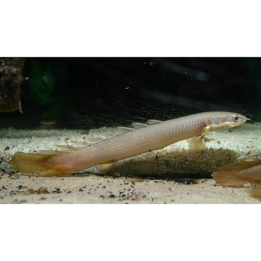 endler.ro Polypterus Senegalus