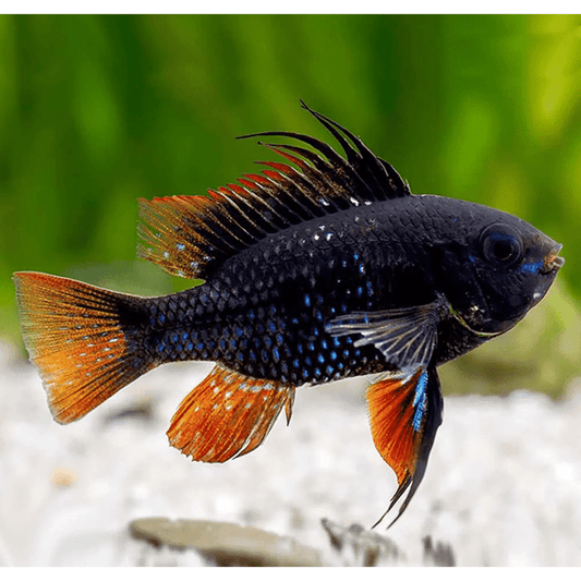 endler.ro Live Animals Ramirezi black german ram (Mikrogeophagus ramirezi)