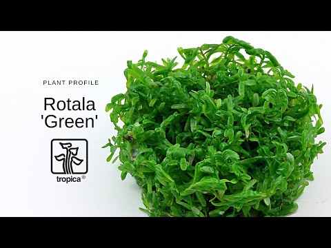 Természetes akváriumi növény, Tropica, Rotala rotundifolia,