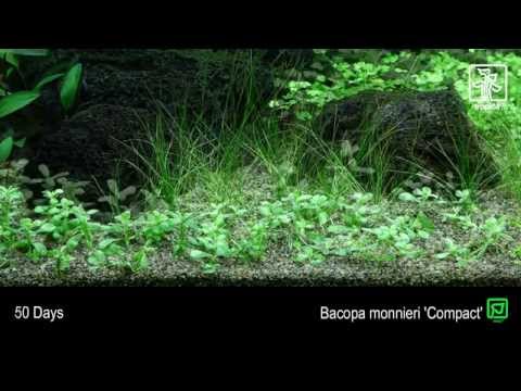 Természetes akváriumi növény, Tropica, Bacopa Monnieri 'Compact'