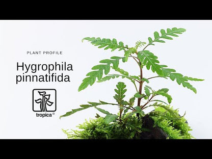 Természetes akváriumi növény, Tropica, Hygrophila pinnatifida 1-2-Grow!, 5 cm