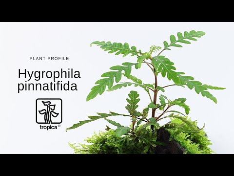 Természetes akváriumi növény, Tropica, Hygrophila pinnatifida 1-2-Grow!, 5 cm