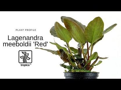 Természetes akváriumi növény, Tropica, Lagenandra meeboldii 'Red'