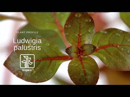 Planta naturala de acvariu, Tropica, Ludwigia palustris Super Red