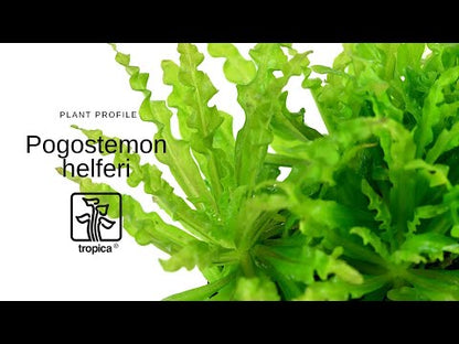 Természetes akváriumi növény, Tropica, Pogostemon helferi 1-2-Grow!, 5 cm