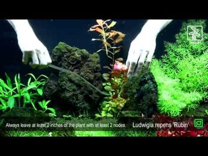 Természetes akváriumi növény, Tropica, Ludwigia repens Rubin