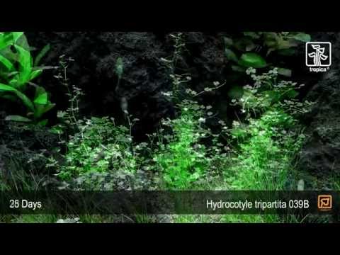 Természetes akváriumi növény, Tropica, Hydrocotyle tripartita