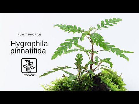 Planta naturala de acvariu,Tropica, Hygrophila pinnatifida